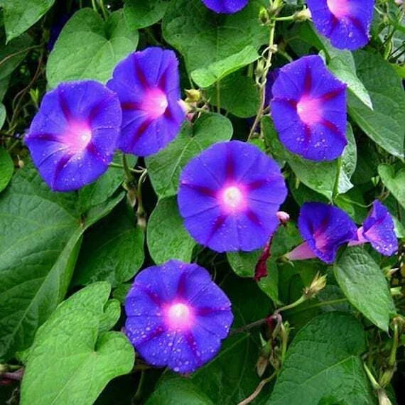 Morning Glory Seeds 30+ Blue Star Variety Ipomoea Tricolor Annual Flower Seeds for Garden and Patio, USA