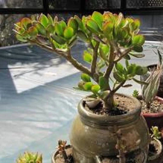 Live Succulent Plant - 1 Compact Crassula Ovata Croby's Jade - Bonus Care Guide Included - Indoor/Outdoor Decor