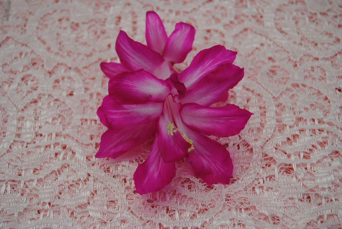 Christmas Cactus Starter Plant - Bristol Beauty - Well-Rooted Schlumbergera Truncata - Vibrant Blooms for Indoor Decor
