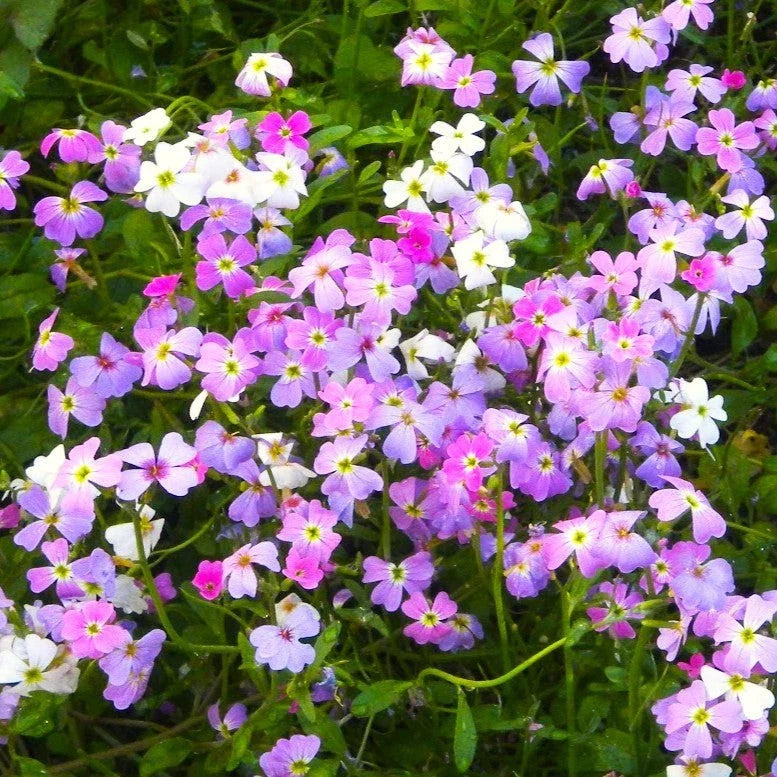 Virginia Stock Mix Seeds - Fragrant Low-Growing Flower Seeds - Malcomia maritima - 100 Seeds for 2025 Planting