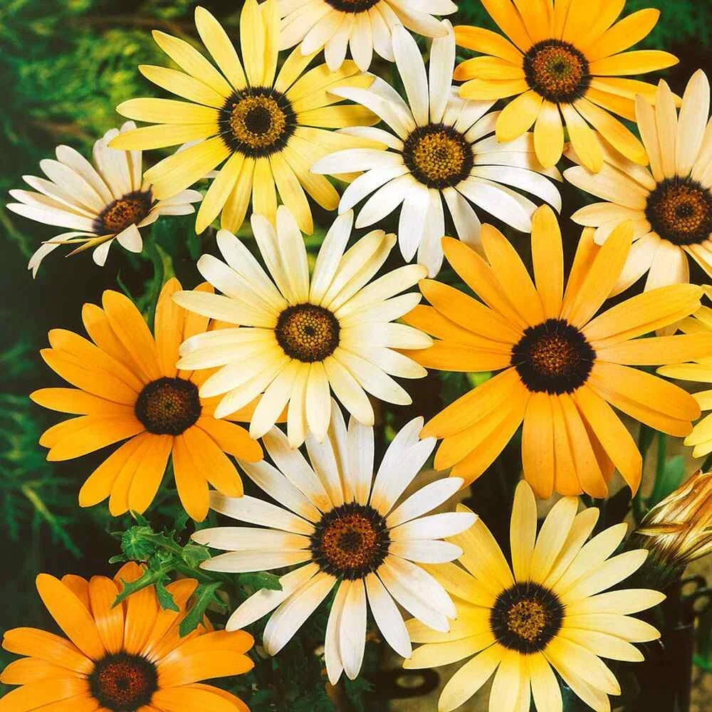 African Daisy Seeds - 100 Mixed Seeds - Dimorphotheca Aurantiaca - Colorful Flower Seeds for Garden - USA Seller