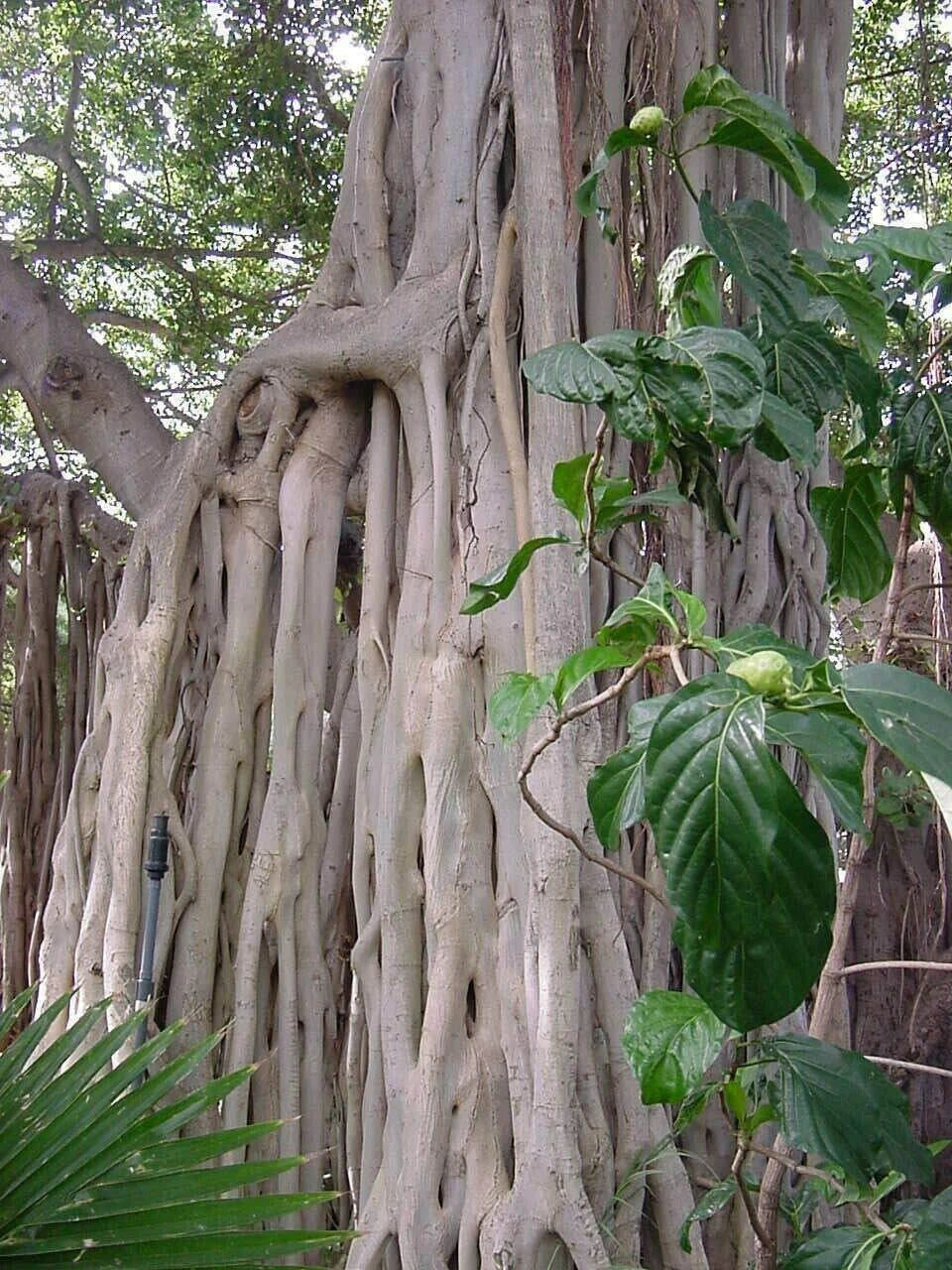 Ficus Benghalensis Tree Seeds | Ornamental Banyan Fig | Tropical Indoor Gardening | Exotic Plant Seeds