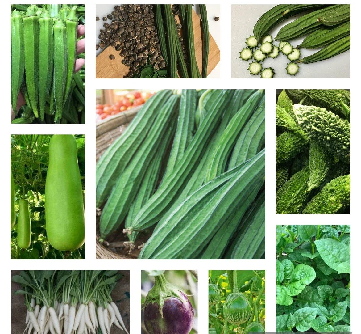 Asian Vegetable Seeds Bundle - 10 Non-GMO Heirloom Varieties for Home Garden - Various (Bok Choy, Daikon Radish, Eggplant)