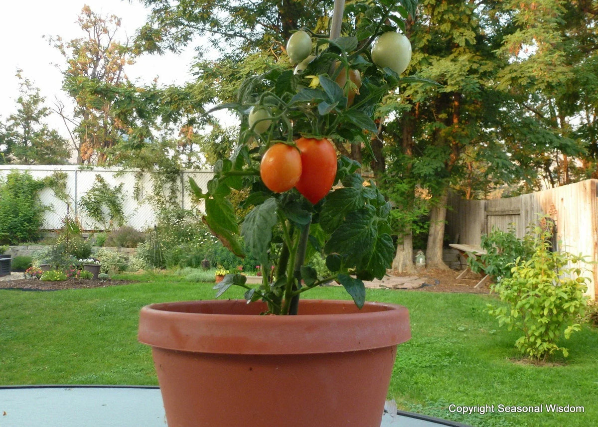 Roma Tomato Seeds - 20 Count - Non-GMO, Ideal for Canning & Salads - Solanum lycopersicum - Perfect for Window Boxes