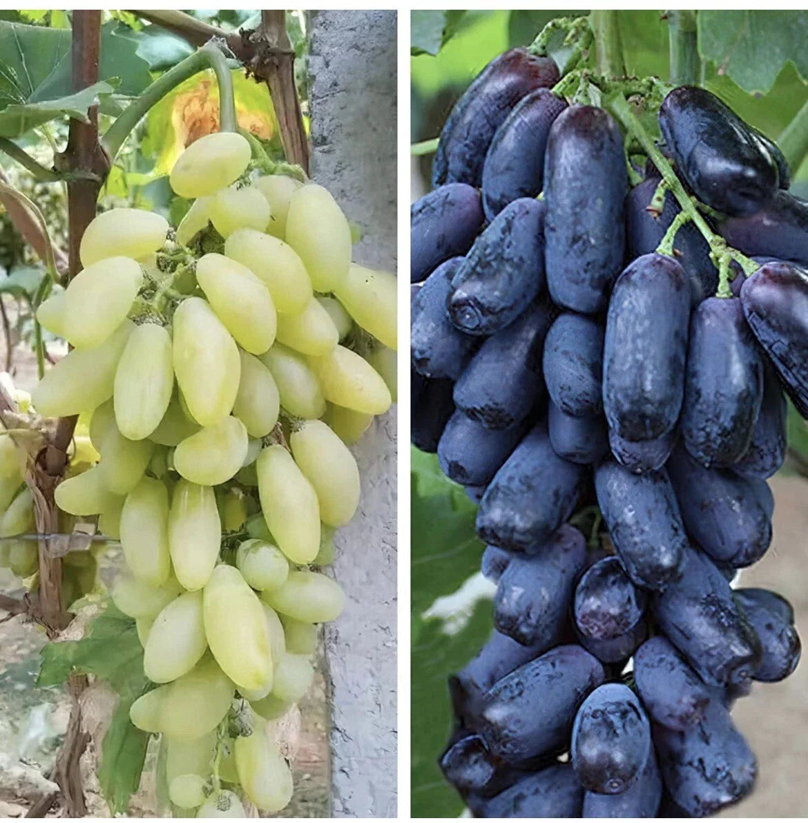 Mixed Finger Grape Seeds - 20 Non-GMO Seeds for Easy Home Gardening - Vitis vinifera - Sweet Grapes for Fresh Eating