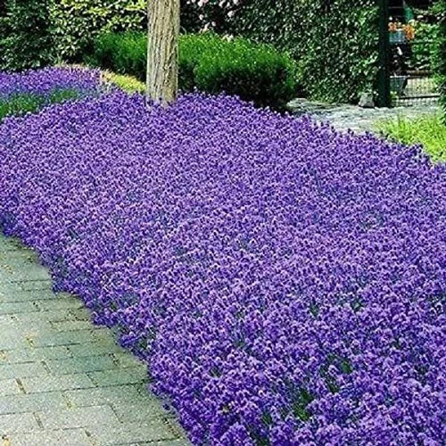 Italian Lavender Seeds - Heirloom Non-GMO Aromatic Herb - Lavandula angustifolia - 100 Seeds Per Packet