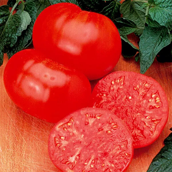 Watermelon Beefsteak Tomato Seeds - 35 Seeds - Solanum lycopersicum - 1-2 lb Fruit - Non-GMO for Home Garden