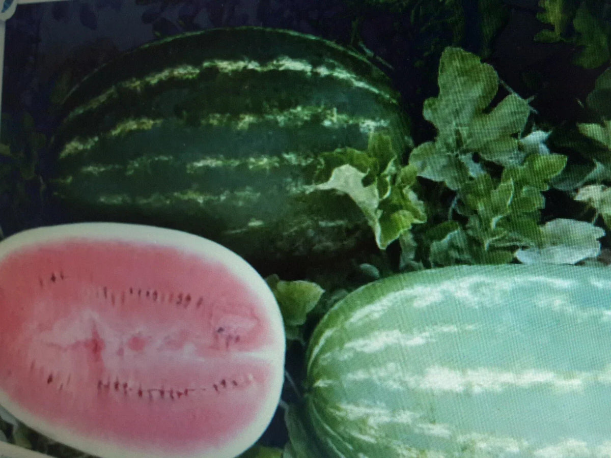Large Watermelon Seeds 60 Count Non-Seedless Variety Citrullus lanatus Sweet Juicy Watermelons for Home Garden Planting