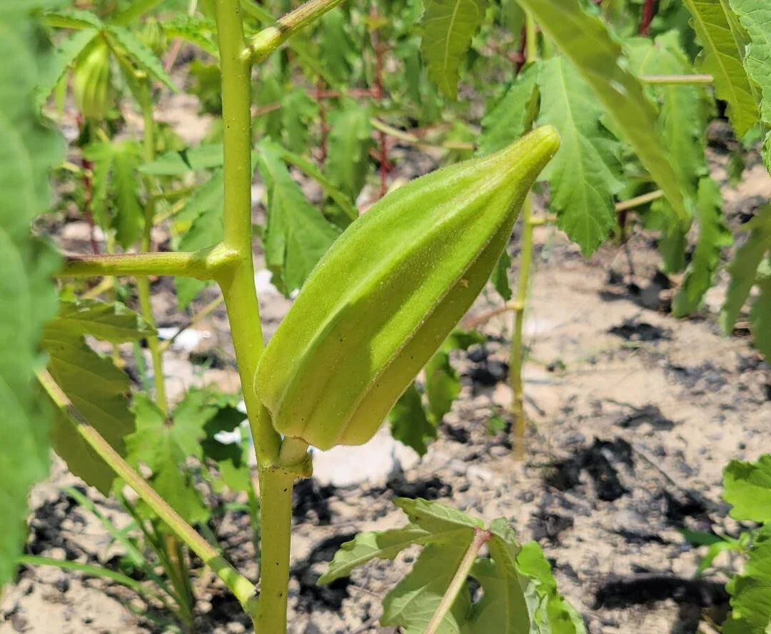 Beck's Big Buck Okra Seeds | 15 Heirloom Seeds | Abelmoschus esculentus | Non-GMO, Florida Grown, Ideal for Home Gardens