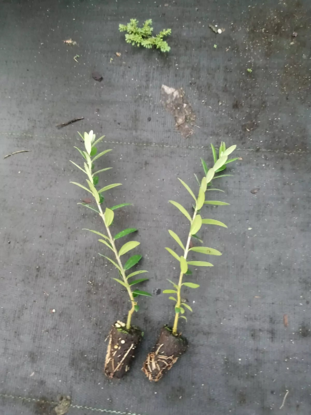 Arbequina Olive Tree Starter Plants - 2 Pack - Olea europaea - Compact Growth - Silvery-Green Foliage - Easy Care