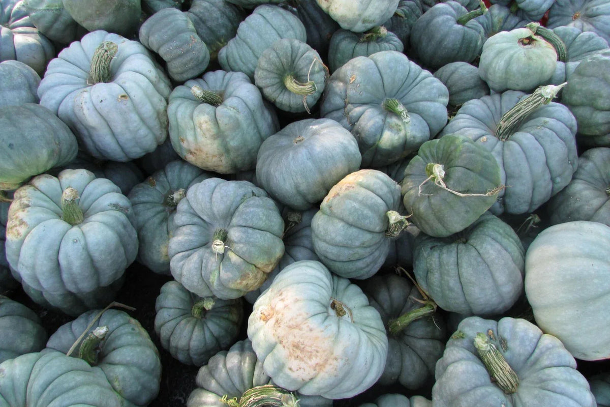 Jarrahdale Blue Pumpkin Seeds 10 Ct - Non-GMO Cucurbita maxima for Home Gardening, Blue-Green Pumpkins, Easy to Grow
