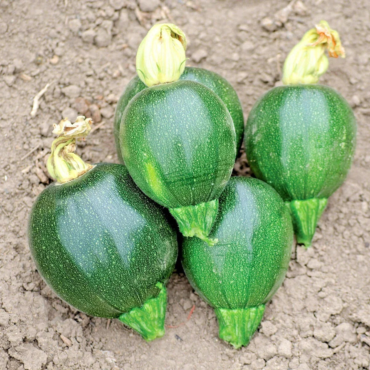 Organic Round Zucchini Seeds - 30+ Count - Cucurbita pepo - Easy Container Vegetable Garden
