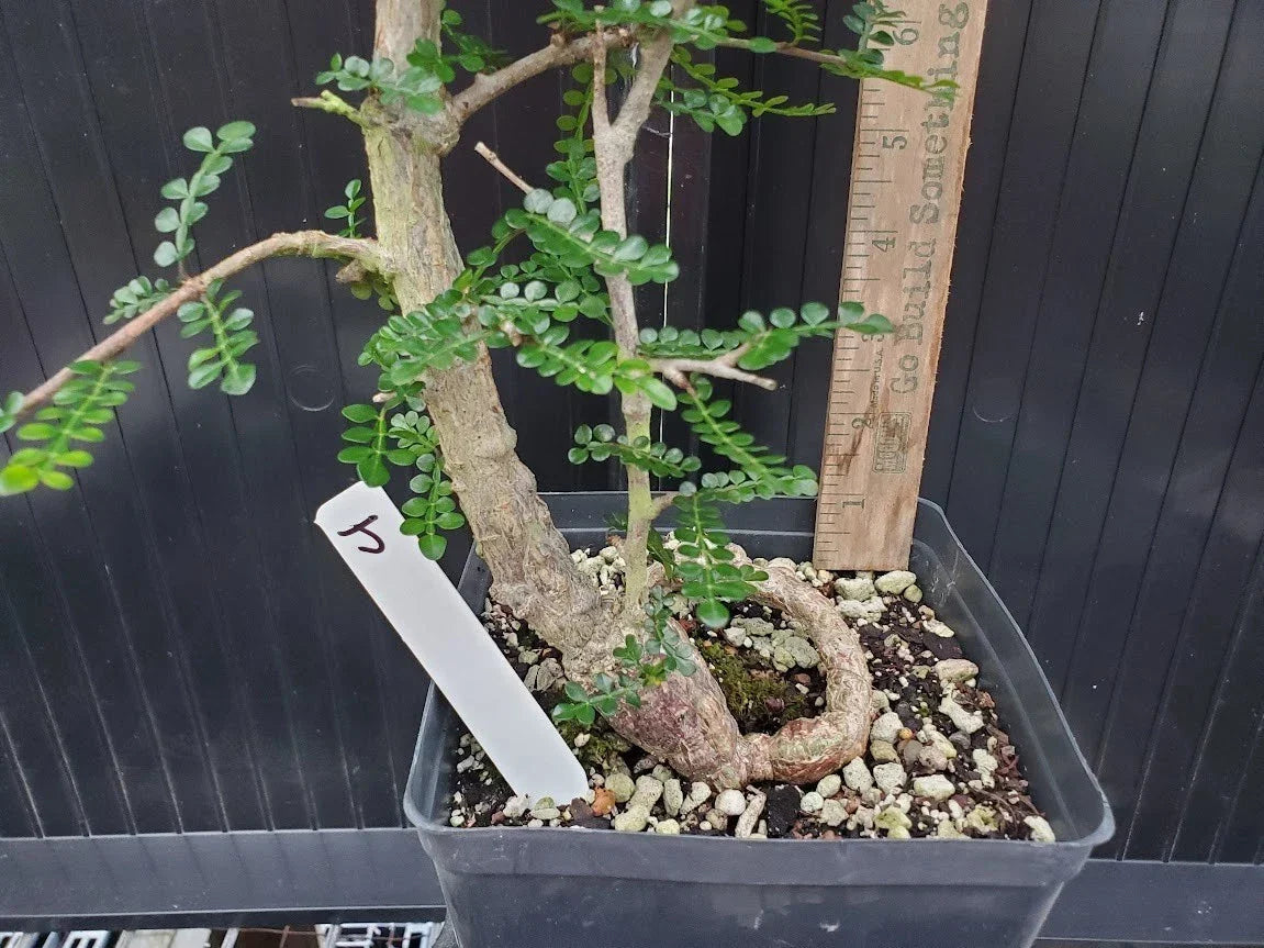 Operculicarya decaryi Tree - 4.5 Yr Old - Gnarly Knobby Caudex - Madagascar Elephant Tree - Unique Indoor & Outdoor Succulent