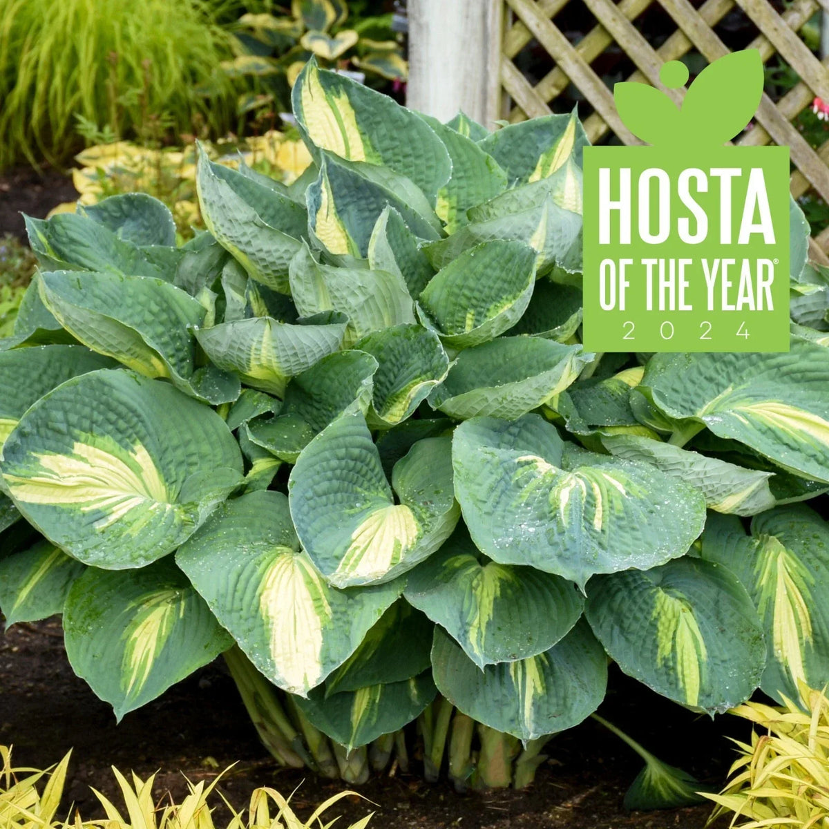 Hosta Plant 5.25" Pot Hudson Bay Variegated Foliage Hosta 'Hudson Bay' Hardy Perennial for Shade