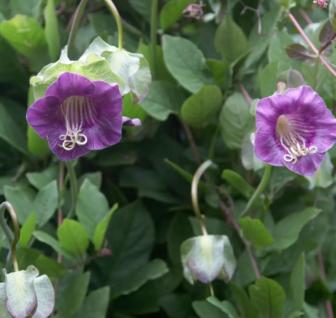 Cobaea Violet Cathedral Bells Vine Seeds - 5 Seeds - Cup & Saucer Flower - Cobaea scandens - Purple Bell-Shaped Blooms