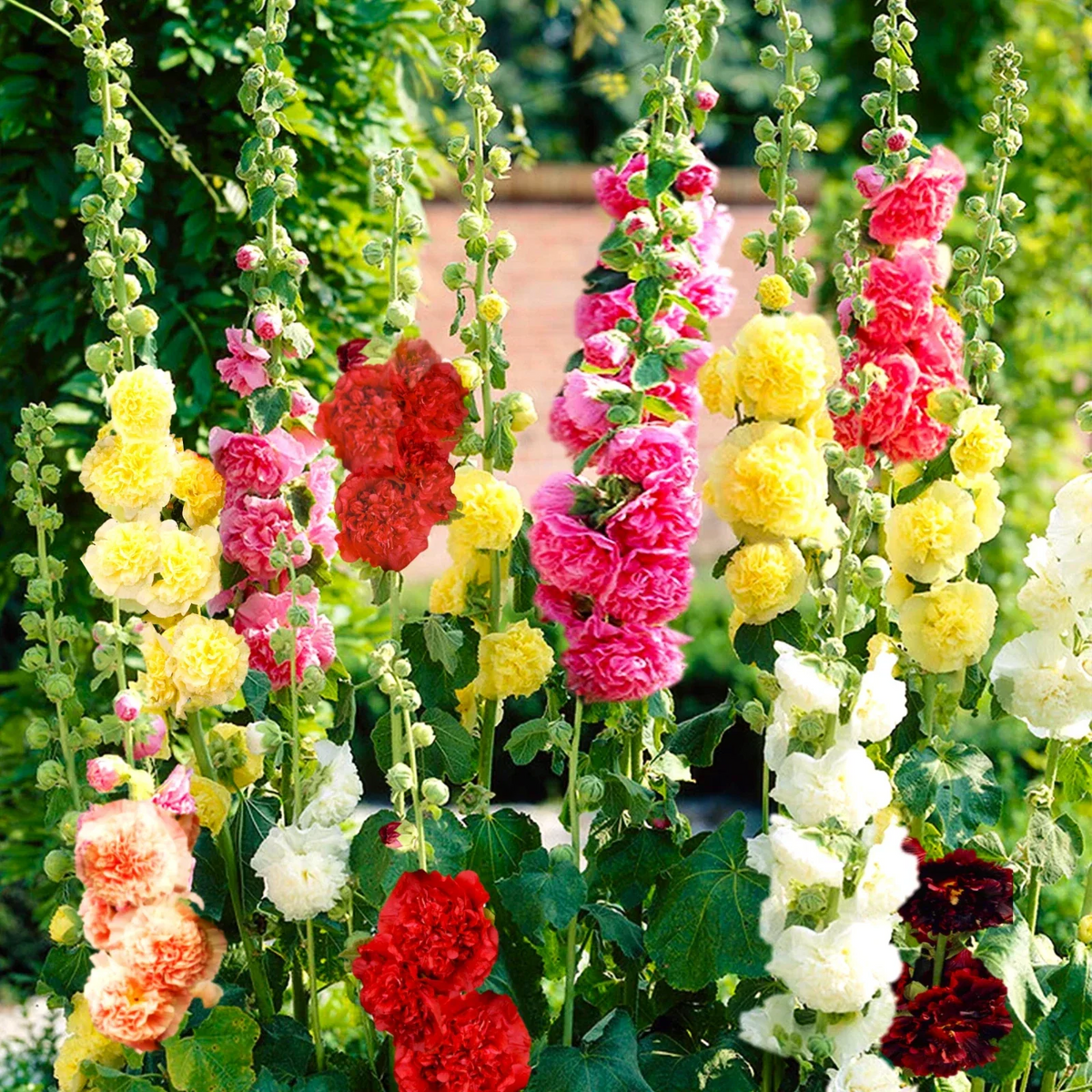Hollyhock Seeds | Chater's Double Mix | Alcea rosea | Non-GMO | Vibrant Double Peony Blooms | 50 Seeds Per Packet