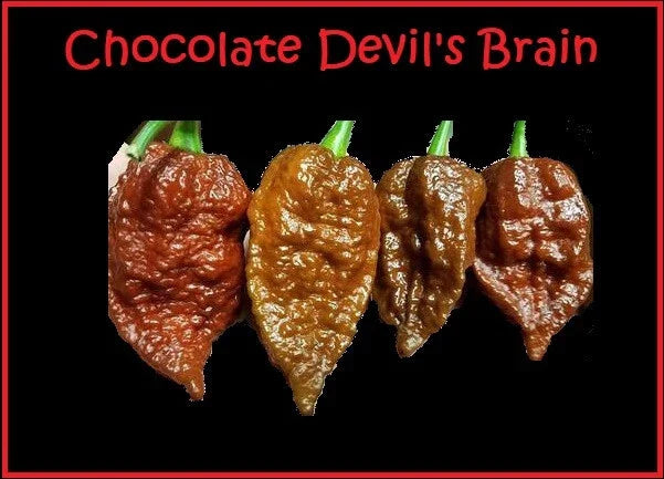 Chocolate Devil's Brain Pepper Seeds - 15 Rare Hot Pepper Seeds for Extreme Heat - Capsicum chinense - Unique Flavor