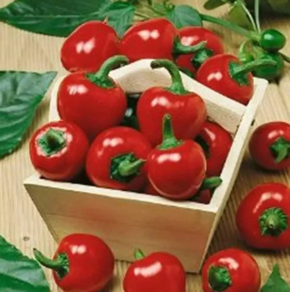 Large Red Cherry Hot Pepper Seeds - 200+ Seeds - Capsicum annuum - 3,000-5,000 SHU - Non-GMO for Home Gardening