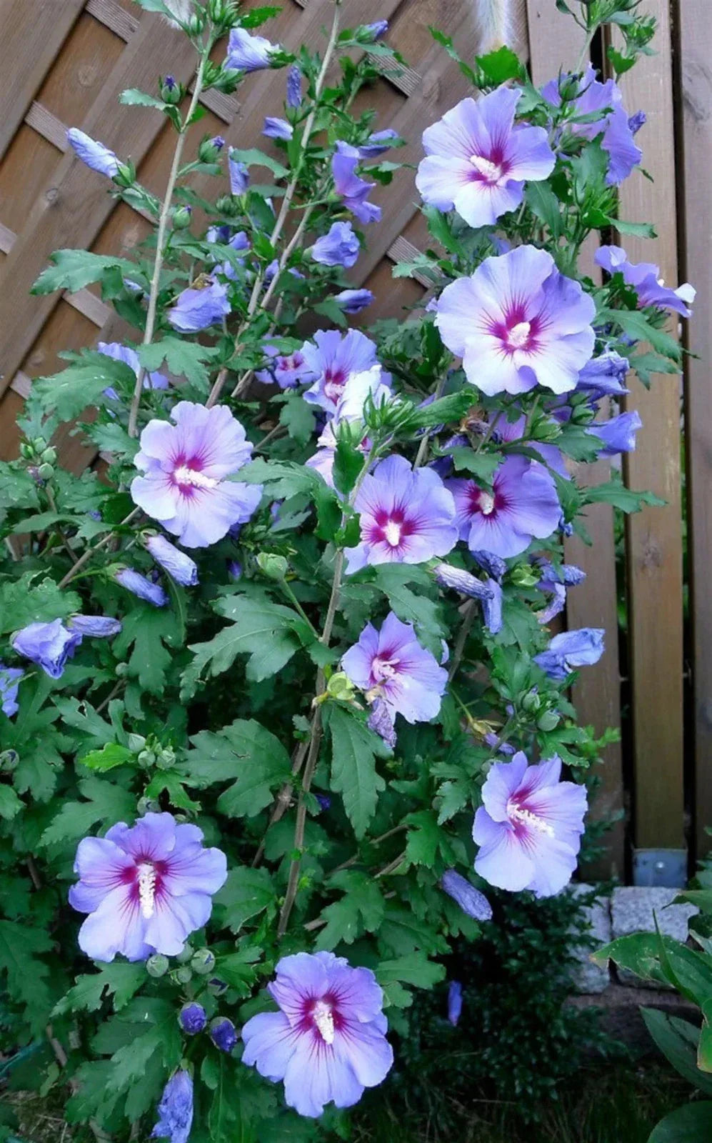 Live Rose of Sharon Plant 3-Gallon Blue Bird Variety Hibiscus syriacus Blue Violet Flowers