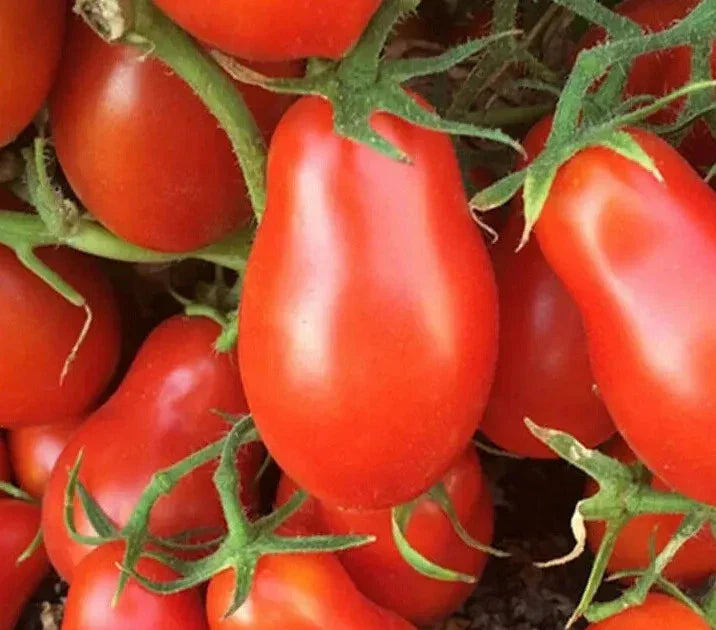 Italian Roma Tomato Seeds 100+ Count, Determinate Variety for Garden, Solanum lycopersicum, Ideal for Sauces and Canning