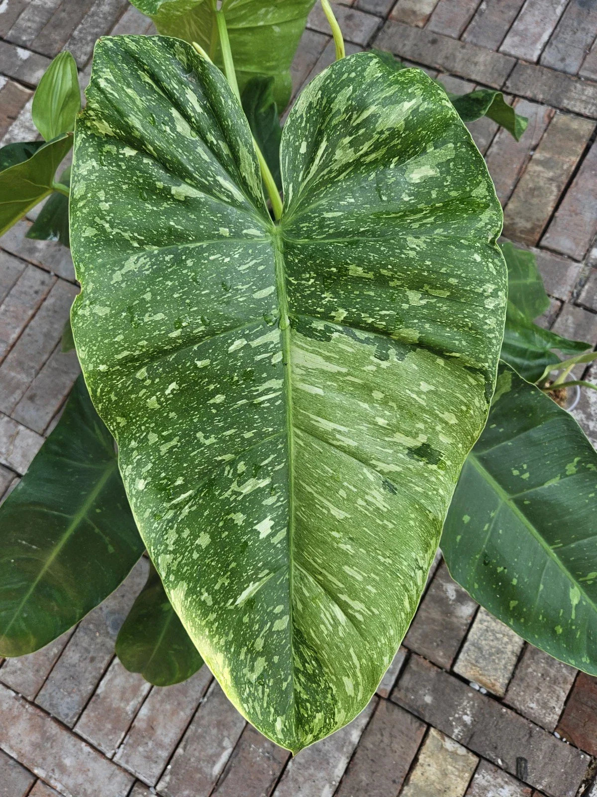 Rooted Philodendron Cutting - Jose Bueno Variety - Philodendron 'Jose Bueno' - Easy Care Indoor Plant