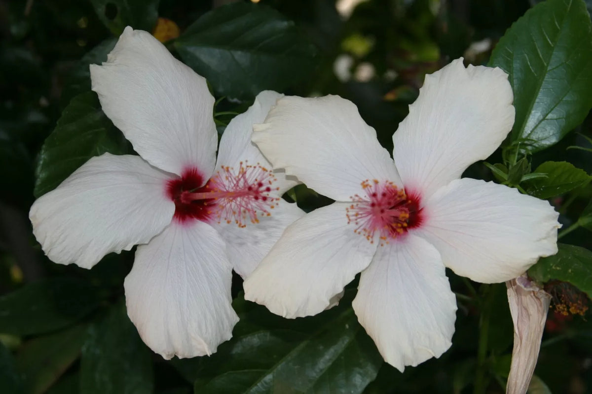 Unrooted Stems White Hibiscus Cuttings 8" Long - Hibiscus rosa-sinensis - Tropical Bush/Shrub/Tree for Garden Propagation