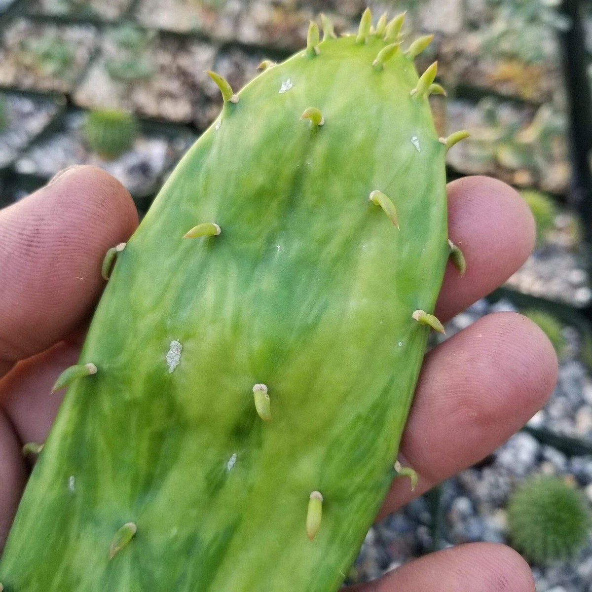 Opuntia Stardust Cactus Pad Cutting | Live Succulent Plant | Unique Variety | Opuntia spp. | Drought-Tolerant Gardening