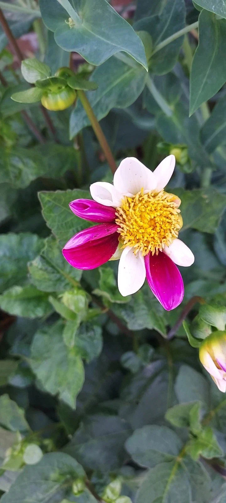 Dahlia Bulb Tuber - Twyning Smartie Daisy Mix - Pink & White - Dahlia spp. - Vibrant Garden Flower Plant