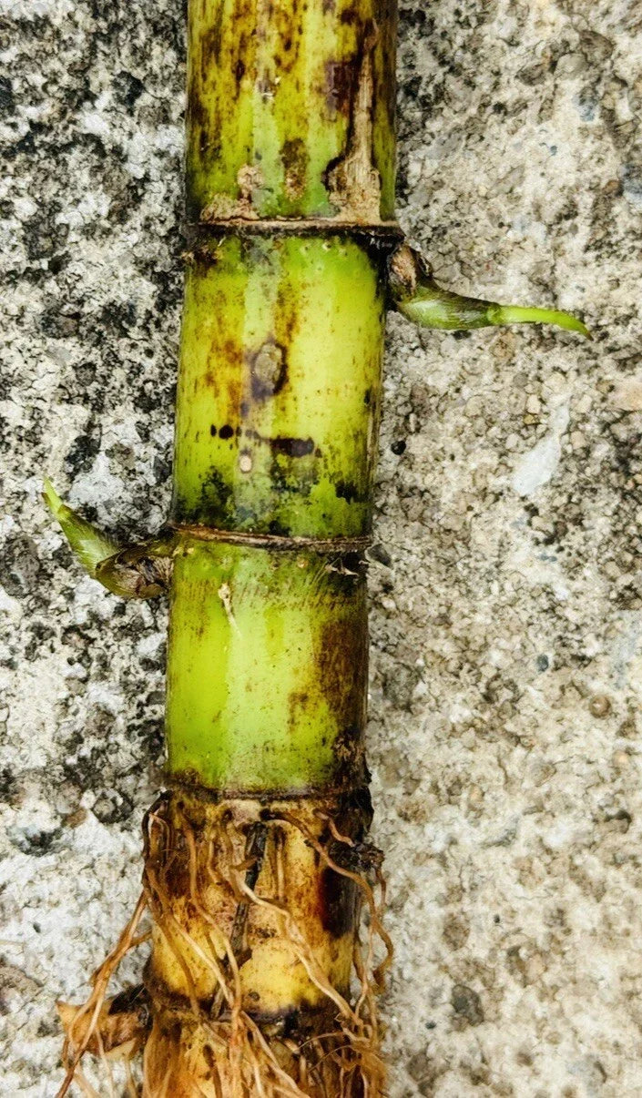 Fresh Green Sugarcane Cuttings Set of 5 - Sweet Juicy Variety - Organic Ready-to-Plant Cane Starts - Fast-Growing Tropical Grass