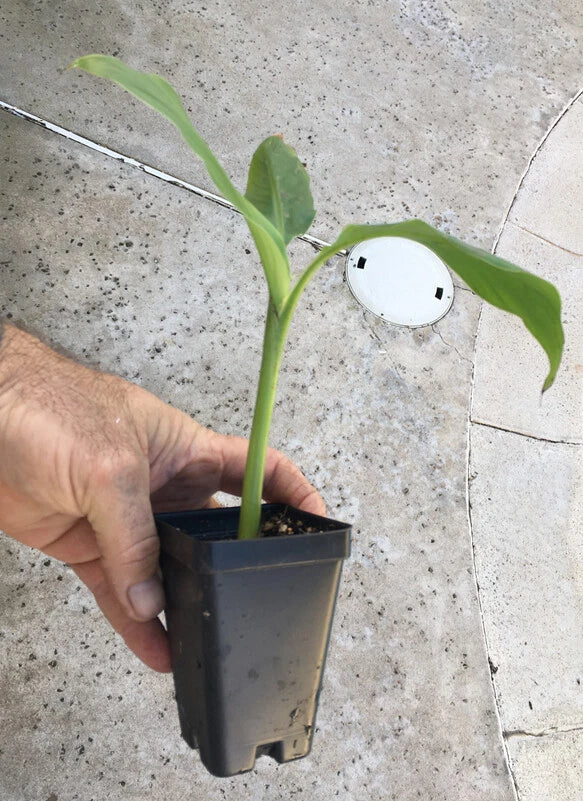 Musa Basjoo Banana β Cold Hardy Japanese Fiber Banana Plant β Bare Root Starter β Tropical Look β Non-Fruiting Ornamental Banana