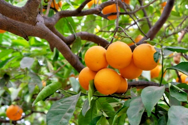 California Navel Orange Tree Scions - 5 Unrooted Cuttings 6–8 Inches - Citrus sinensis for Grafting or Rooting
