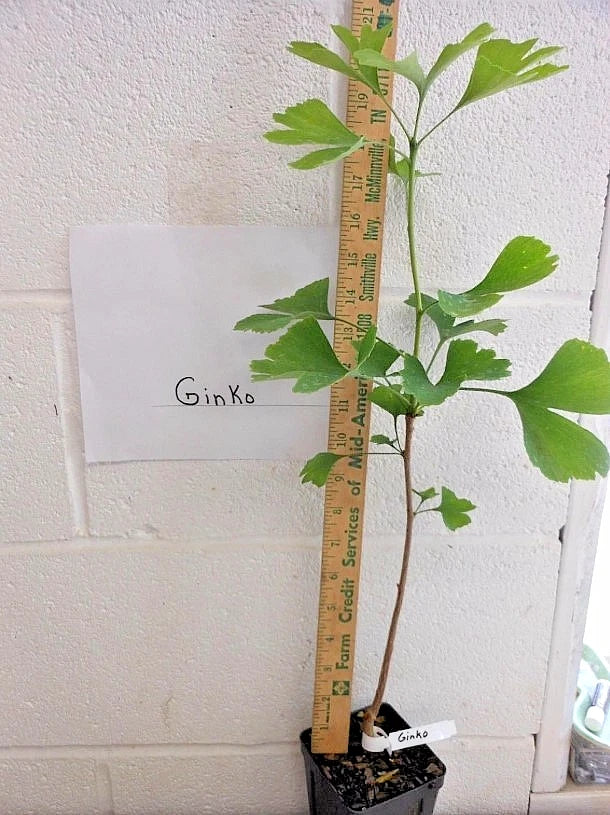 Ginkgo Biloba Live Tree 6โ12โ Tall - Bareroot Ginkgo Tree - Hardy Deciduous Tree for Zones 3โ9 - Ancient Ornamental Shade Tree