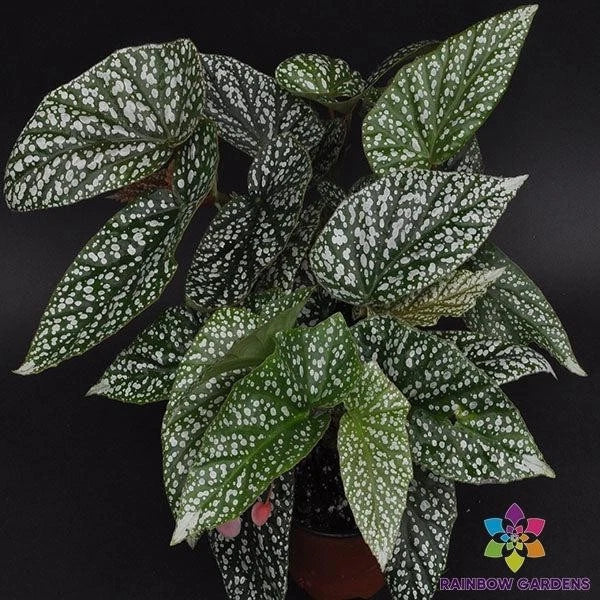 Snow Capped Begonia Seeds - 25+ Count - Begonia x semperflorens - Ideal for Garden Planting - USA Free Shipping