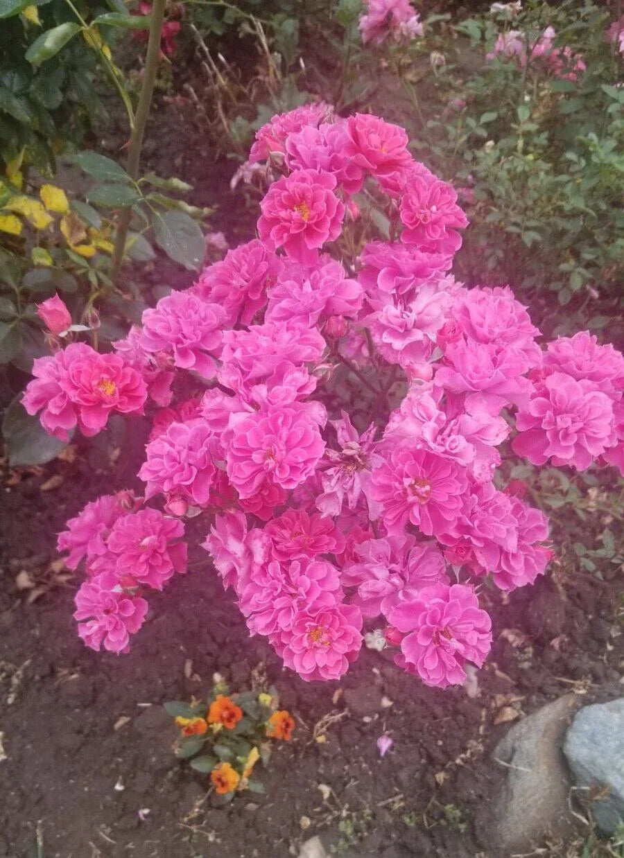 Deep Pink Miniature Rose Cuttings - Live Fresh 3-Pack - Rosa spp. - Compact, Easy Care, Attracts Pollinators