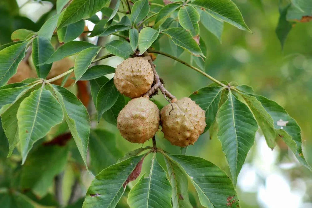 Buckeye Tree Seeds - 2 Pack, Aesculus glabra, State Tree of Ohio, Deciduous, Low Maintenance, Wildlife Friendly