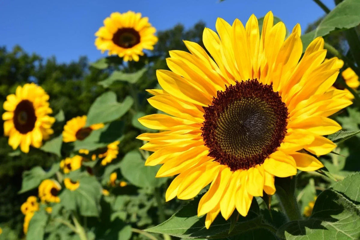 Sunflower Seeds 50 Pcs - Peredovik Black Oil Variety - Helianthus annuus - Tall, Vibrant, Easy to Grow, Attracts Pollinators