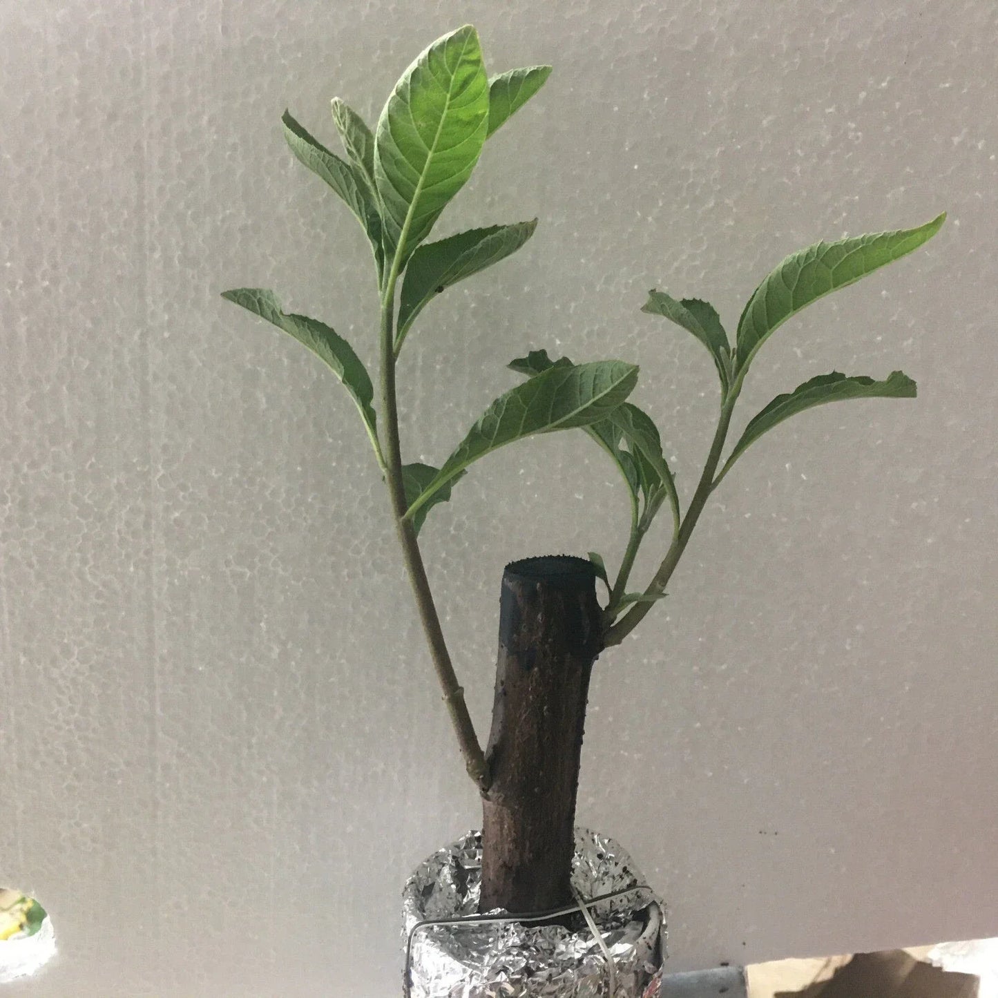 Live African Bitter Leaf Plant - 4-inch Pot - Vernonia amygdalin - Medicinal Herb for Diabetes & Culinary Use