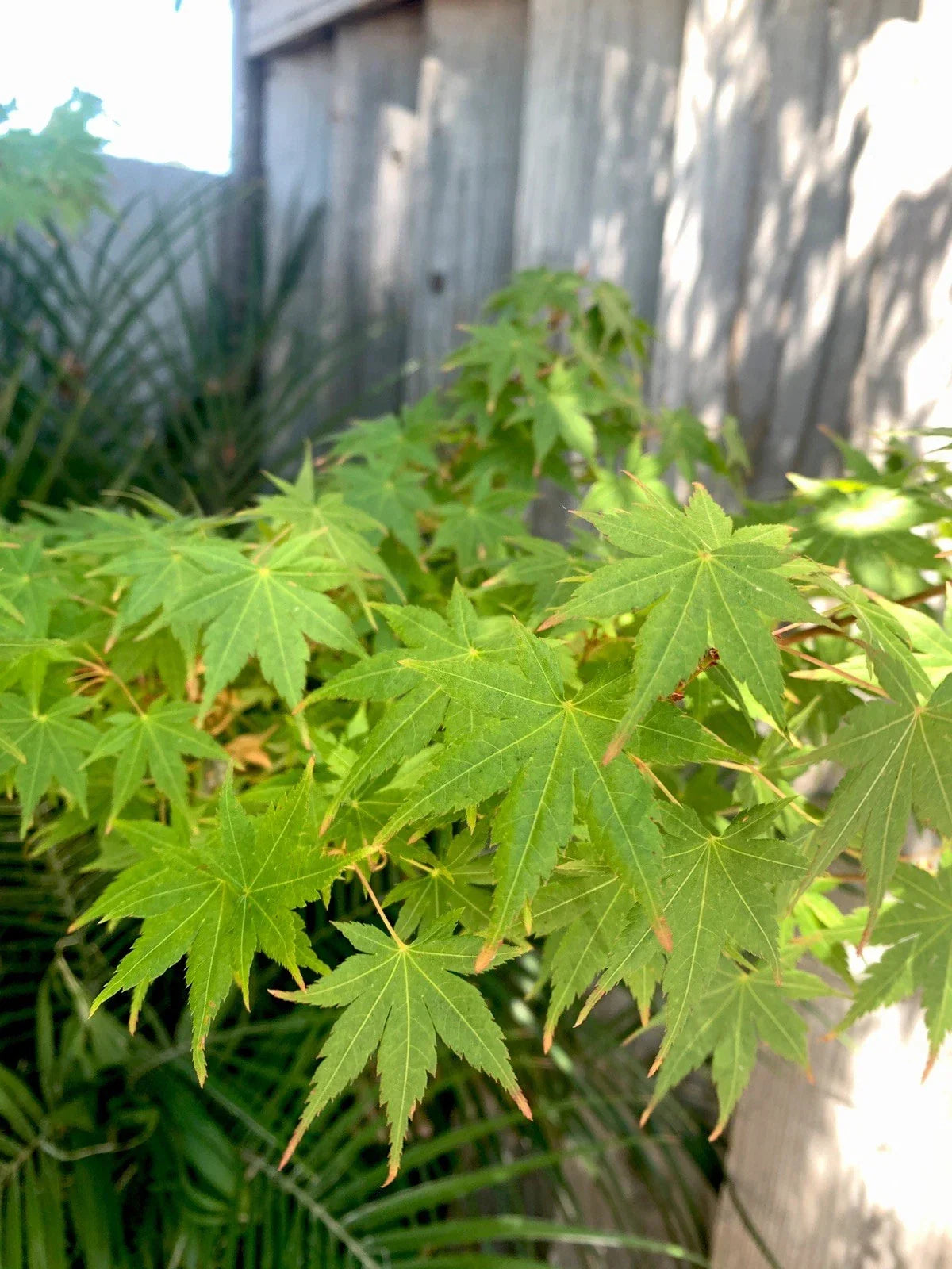 Japanese Maple Cuttings - 5 Green Stem Cuttings - Acer palmatum - Easy to Propagate for Gardeners