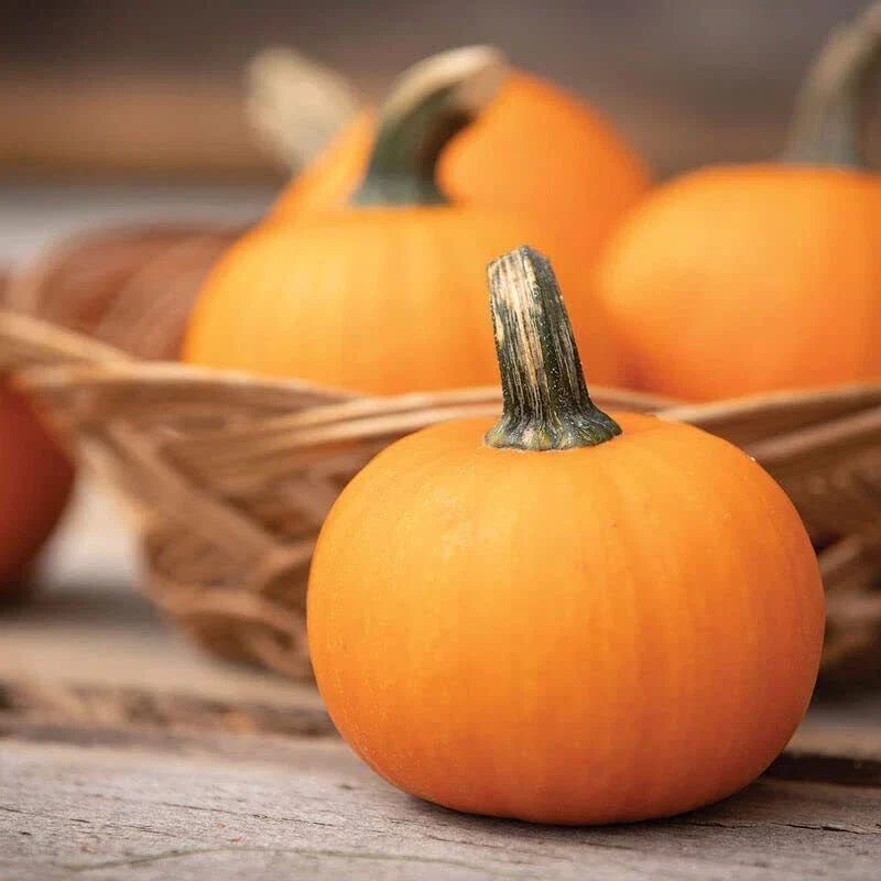 Wee-B-Little Pumpkin Seeds, 30 Seeds, Miniature Variety, Cucurbita pepo, Perfect for Crafts and Decorations