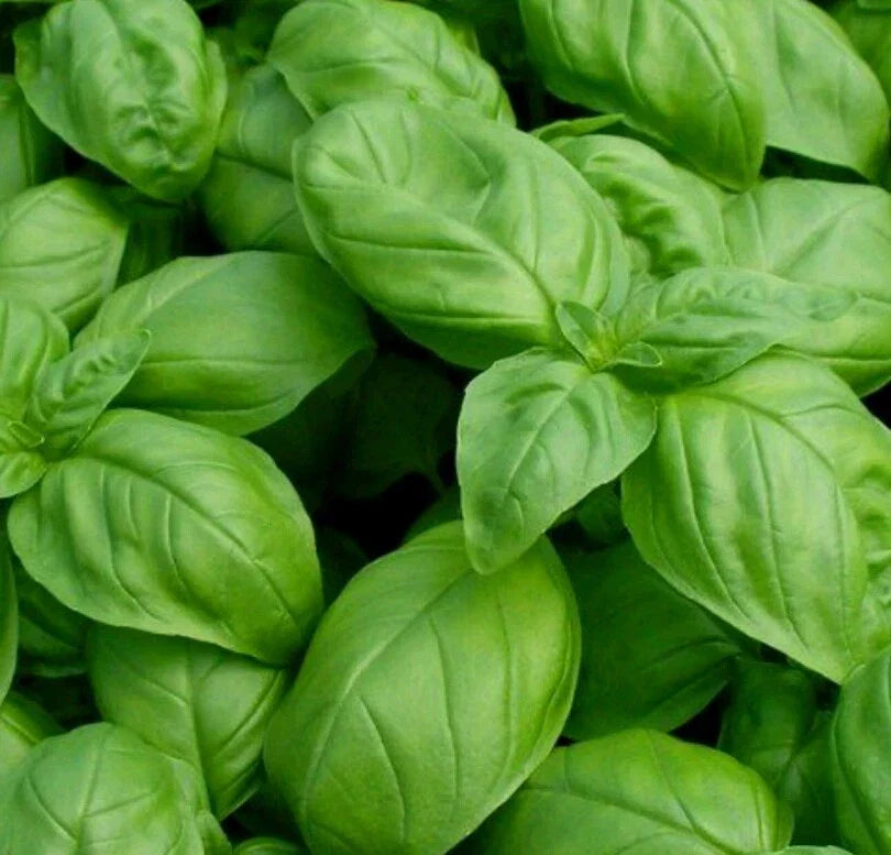 Genovese Basil Seeds - 1000 Count - Non-GMO, Open Pollinated - Ocimum basilicum - Perfect for Culinary Use