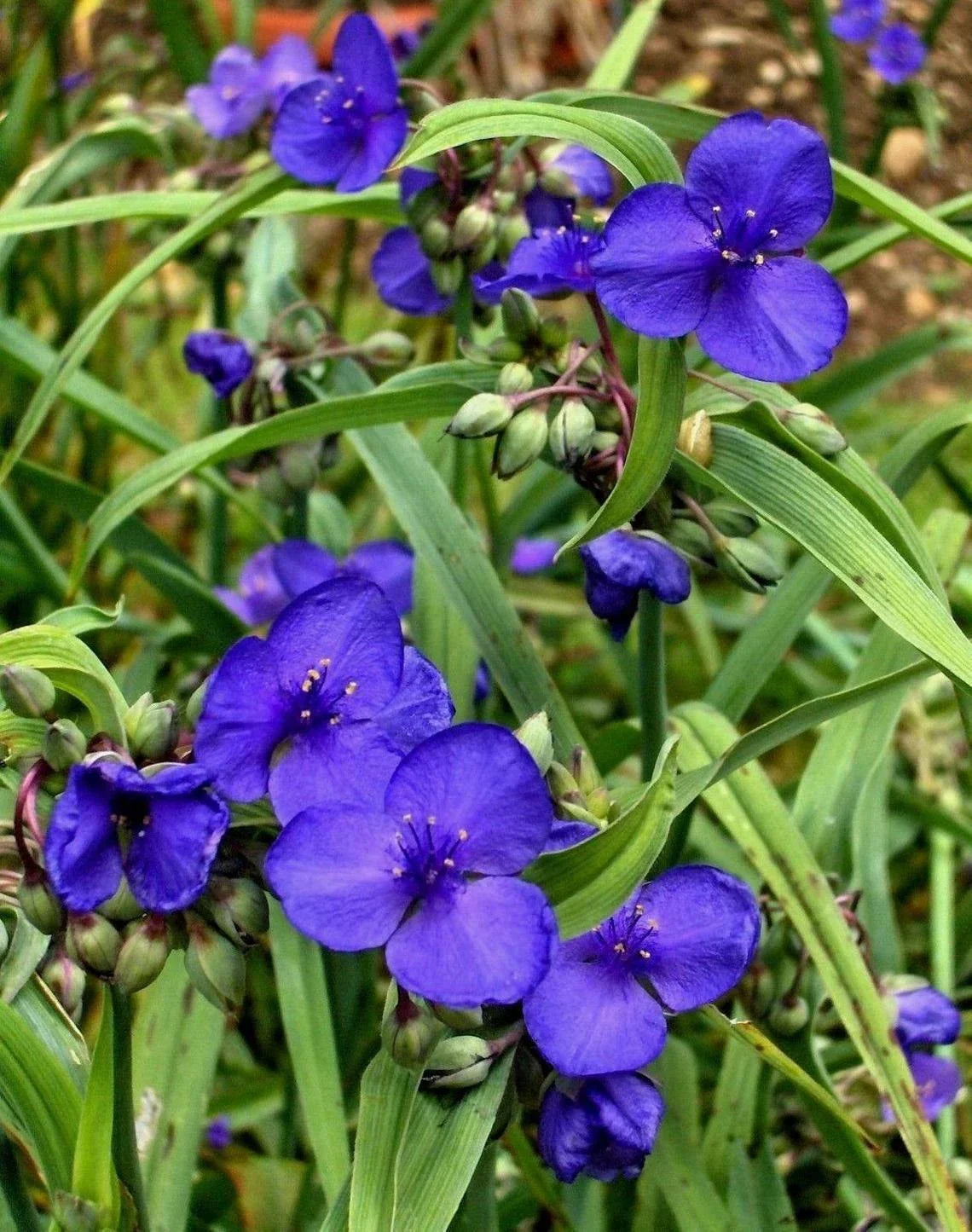 Live Spiderwort Plant - Well-Rooted Bluejacket Variety - Tradescantia ohiensis - Vibrant Perennial for Gardens and Containers