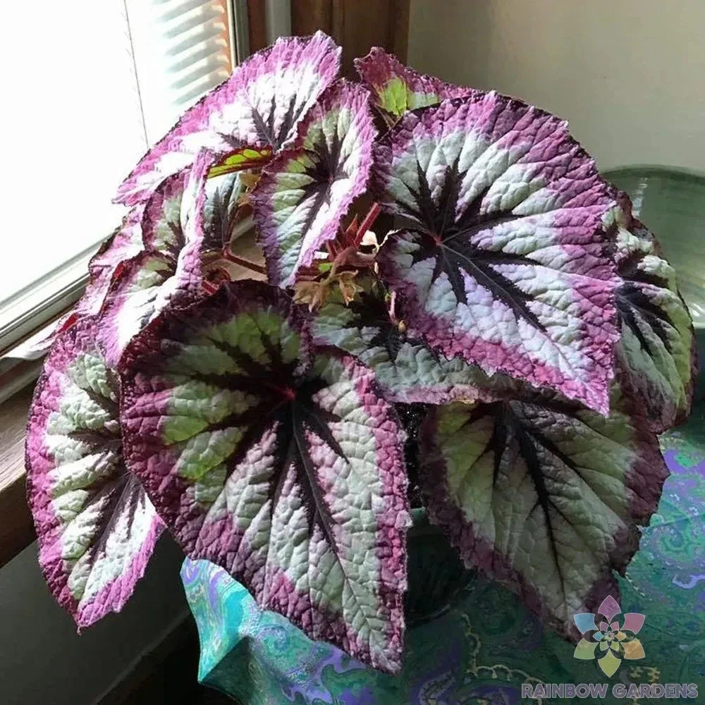 Two Tone Purple Rex Begonia Seeds - 25+ Premium Seeds for Garden Planting - Begonia rex - USA Grown - Free Shipping
