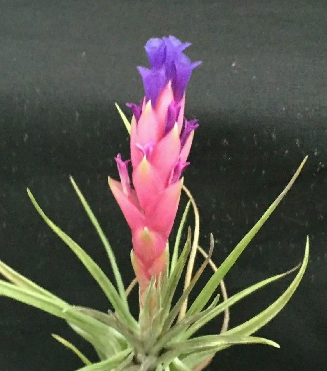 Tillandsia Aeranthos Air Plant - Cold Hardy Bromeliad - Mature Epiphytic Plant - Low Maintenance Indoor/Outdoor Home Decor
