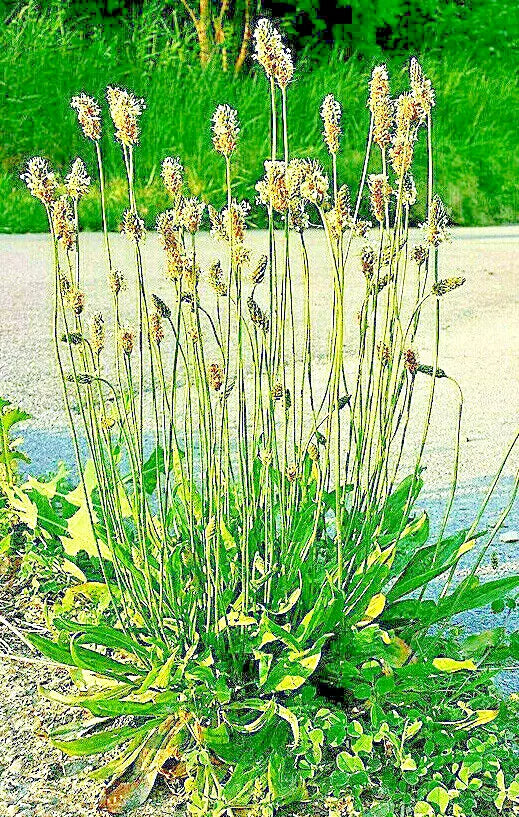 English Plantain Seeds 500 Count, Medicinal Herb, Plantago lanceolata, Natural Remedies, Garden Seeds