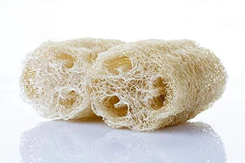 Sponge Gourd Seeds - 20 Seeds - Luffa Gourd - Easy to Grow Exotic Vegetable - Luffa aegyptiaca - Organic Gardening