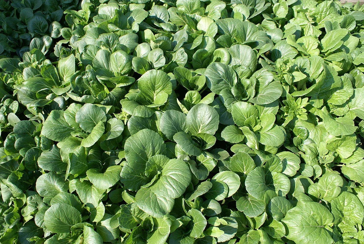 Tat Soi Seeds - 1000 Count - Brassica rapa subsp. narinosa - Heirloom Leafy Green Vegetable for Home Gardening