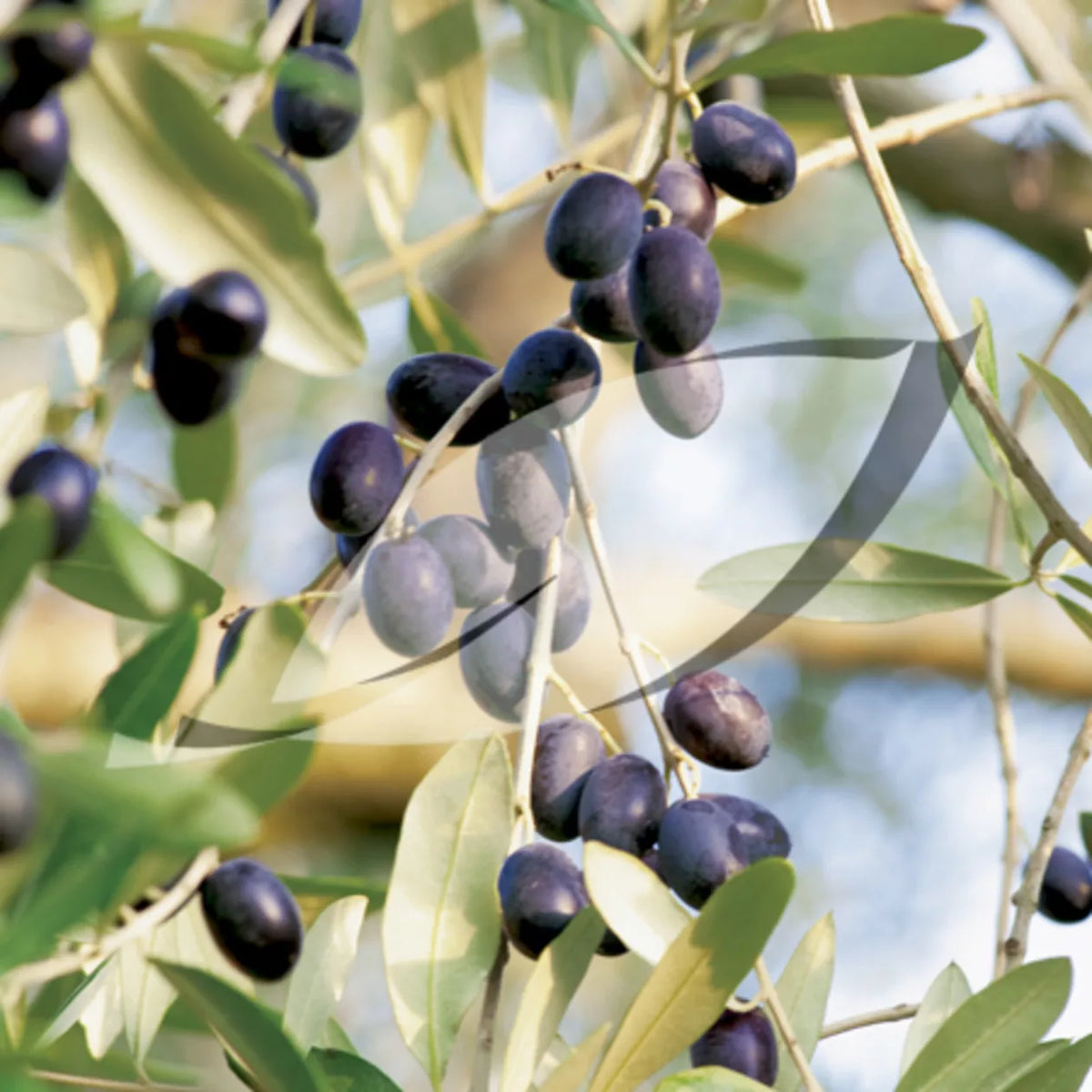 15 Olive Tree Seeds - Olea Europaea - High Germination Rate - Ideal for Home Gardening - Free Shipping in USA