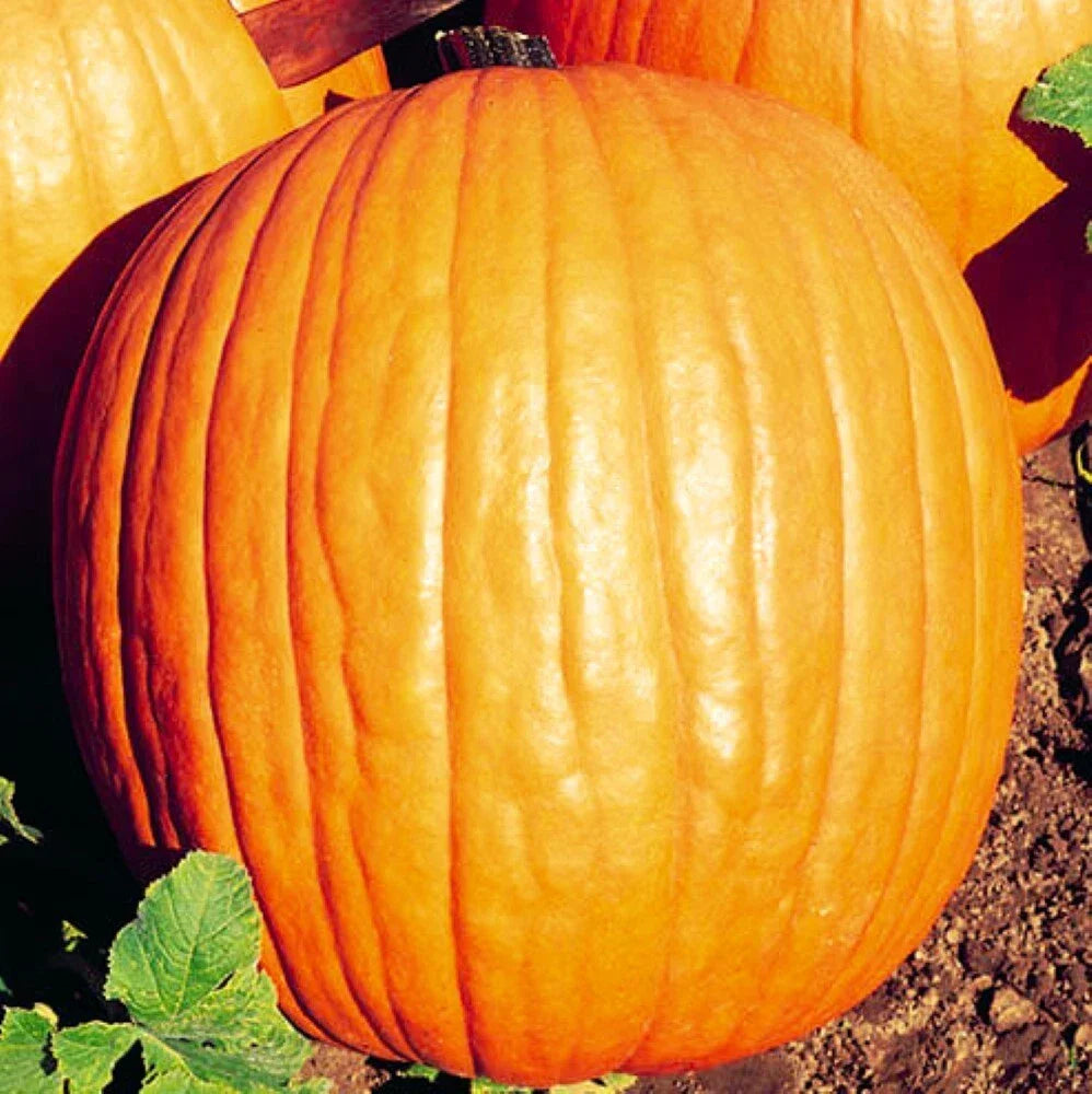 Howden Pumpkin Seeds | NON-GMO Heirloom | Fresh Cucurbita pepo Garden Seeds for Autumn Decor and Pies