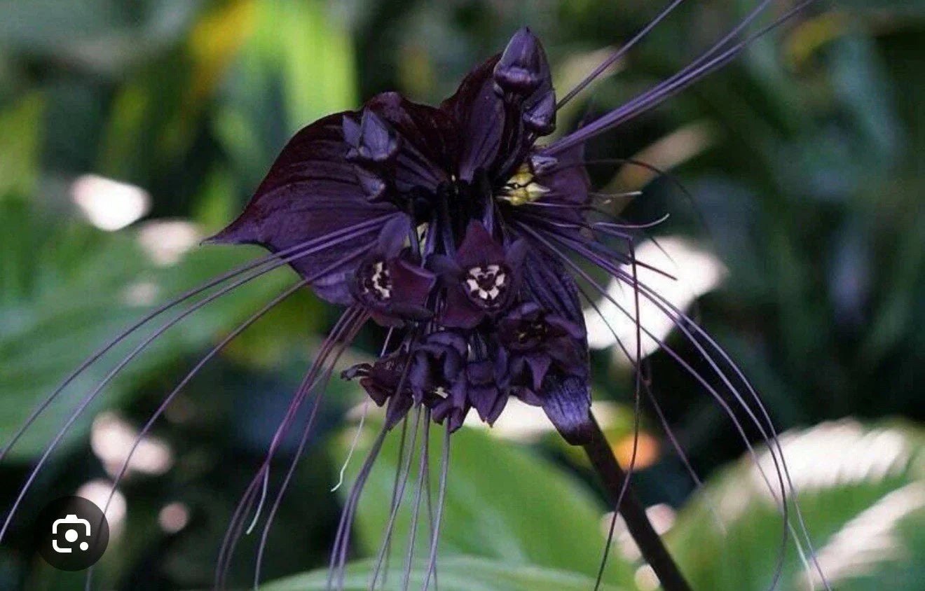 Black Bat Flower Plant - Small Rooted Starter - Unique Black Lily - Tacca chantrieri - Exotic Garden Plant