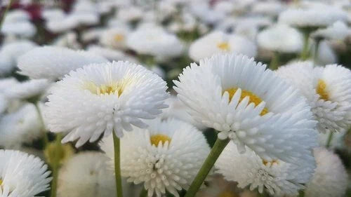 200 White Bellis Perennis Enorma Flower Seeds | English Daisy | Medicinal Herb Seeds for Garden Planting
